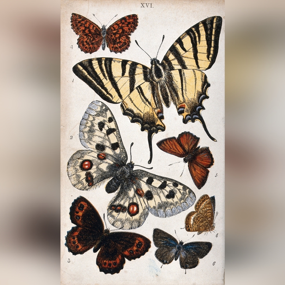 Vintage Butterfly Wall Art Decor Print